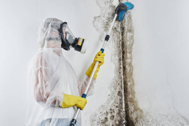 Best Fast Mold Removal  in Church Point, LA