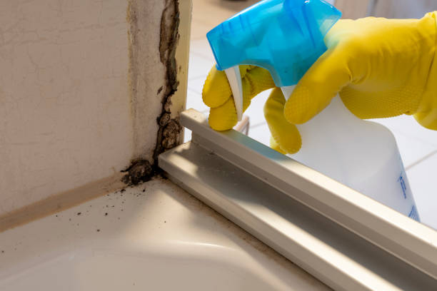Best Local Mold Removal Service  in Church Point, LA