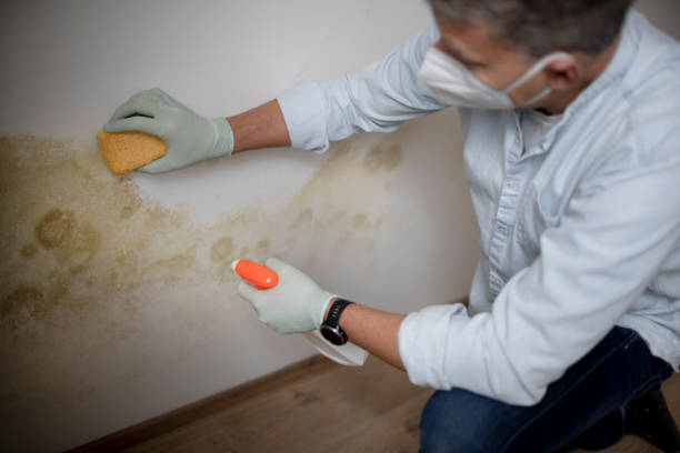Home Mold Removal in Church Point, LA