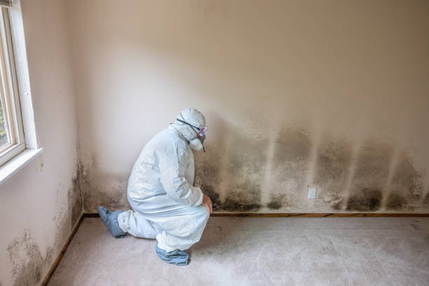 Attic Mold Removal in Church Point, LA
